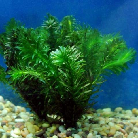 Anacharis Elodea Densa Egeria One Bunch Live Aquarium Plants