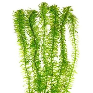 Anacharis Elodea Densa Egeria One Bunch Live Aquarium Plants