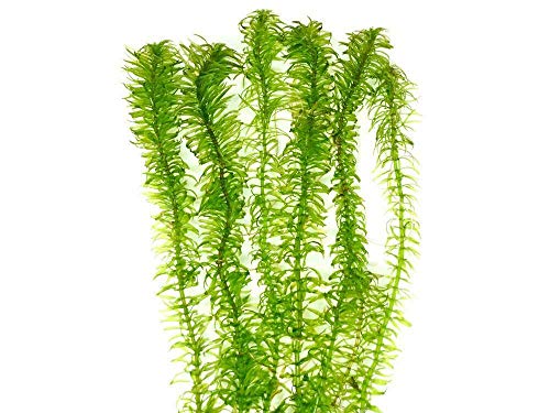 Anacharis Elodea Densa Egeria One Bunch Live Aquarium Plants