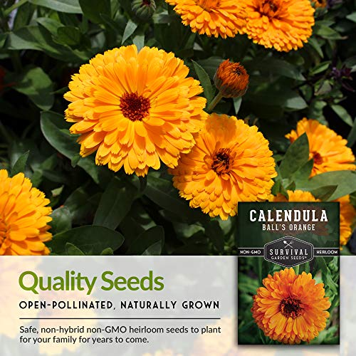 Survival Garden Seeds - Ball's Orange Calendula Seed for Planting - Packet with Instructions to Plant and Grow Medicinal Herb Plants in Your Home Vegetable Garden - Non-GMO Heirloom Variety