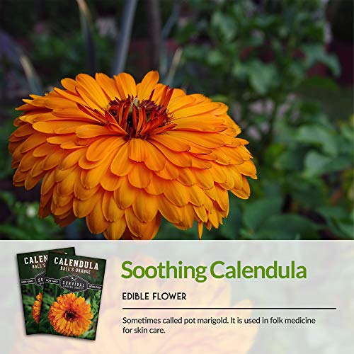 Survival Garden Seeds - Ball's Orange Calendula Seed for Planting - Packet with Instructions to Plant and Grow Medicinal Herb Plants in Your Home Vegetable Garden - Non-GMO Heirloom Variety