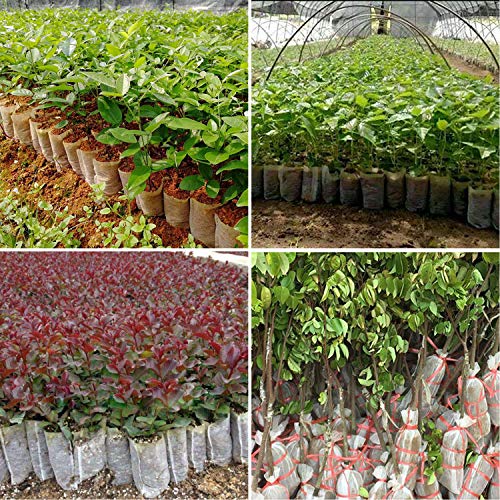 Augshy Grow Bags, 400pcs Biodegradable Plant Bags, Non-Woven Plants Nursery Bags, Seeding Bags, Fabric Seedling Pots Plants,Home Garden Greenhouse Supplies 11x11cm/4.54"x4.72"