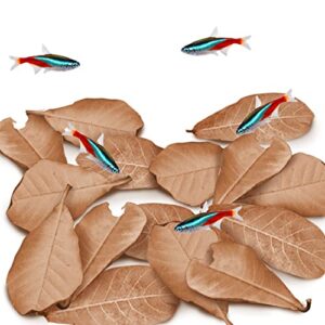 jor 60 pack mini catappa indian almond leaves for neon tetra, dried leaf for spawning, perfect hiding spot, create brackish habitat for tropical fish like guppy, platy, tiger barb, discus, gourami
