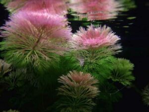 cabomba purple freshwater live aquarium plant - buy 2 get 1