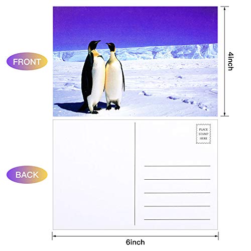 Outus 60 Pieces Wild Animal Postcards Animal Themed Blank Postcards Pandas Lions Polar Bears Penguins Elephants Giraffes Animal Greeting Postcards for Kids Teachers, 4 x 6Inches, 20 Styles