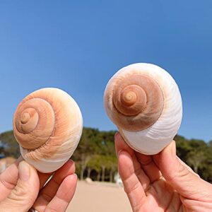 QICQDRAM 2 PCS Muffin Snail Large Hermit Crab Shells 2.7~3.5Inch Natural Sea Conch Opening Size 1"~1.5" Hermit Crab Supplies