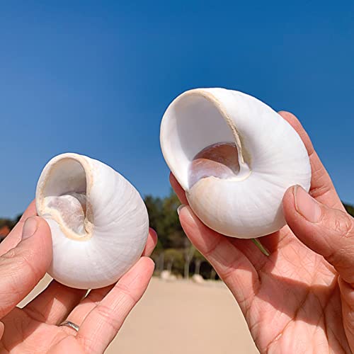 QICQDRAM 2 PCS Muffin Snail Large Hermit Crab Shells 2.7~3.5Inch Natural Sea Conch Opening Size 1"~1.5" Hermit Crab Supplies