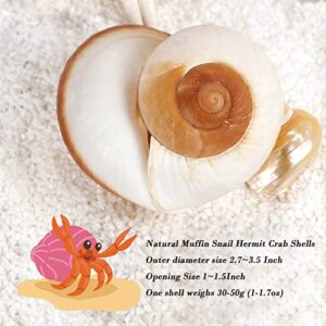 QICQDRAM 2 PCS Muffin Snail Large Hermit Crab Shells 2.7~3.5Inch Natural Sea Conch Opening Size 1"~1.5" Hermit Crab Supplies