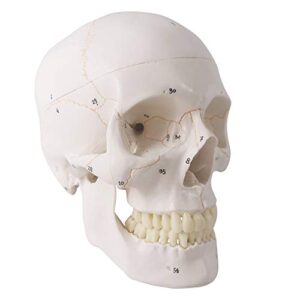 generies 2021 newest design human skull anatomical model,with painted sutures 54 pcs labeled numbered skull models for medical students,human brain model for kids drawing anatomy
