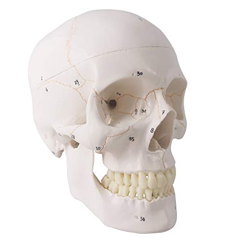 Generies 2021 Newest Design Human Skull Anatomical Model,with Painted Sutures 54 Pcs Labeled Numbered Skull Models for Medical Students,Human Brain Model for Kids Drawing Anatomy