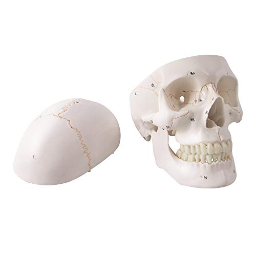 Generies 2021 Newest Design Human Skull Anatomical Model,with Painted Sutures 54 Pcs Labeled Numbered Skull Models for Medical Students,Human Brain Model for Kids Drawing Anatomy