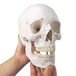 Generies 2021 Newest Design Human Skull Anatomical Model,with Painted Sutures 54 Pcs Labeled Numbered Skull Models for Medical Students,Human Brain Model for Kids Drawing Anatomy