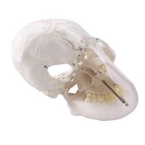 Generies 2021 Newest Design Human Skull Anatomical Model,with Painted Sutures 54 Pcs Labeled Numbered Skull Models for Medical Students,Human Brain Model for Kids Drawing Anatomy