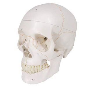 Generies 2021 Newest Design Human Skull Anatomical Model,with Painted Sutures 54 Pcs Labeled Numbered Skull Models for Medical Students,Human Brain Model for Kids Drawing Anatomy