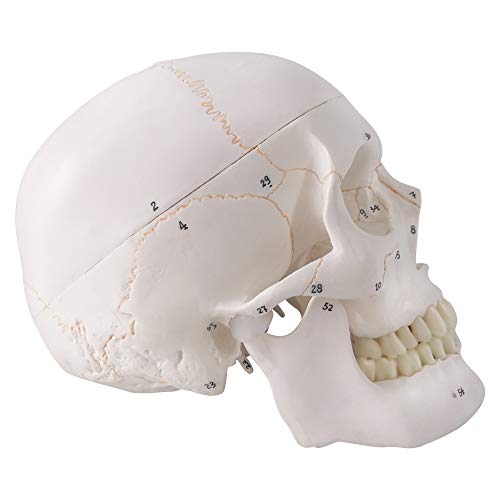 Generies 2021 Newest Design Human Skull Anatomical Model,with Painted Sutures 54 Pcs Labeled Numbered Skull Models for Medical Students,Human Brain Model for Kids Drawing Anatomy