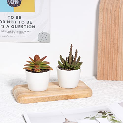 T4U 2.5 Inch Small White Succulent Planter Pots with Bamboo Tray Round Set of 12, Ceramic Succulent Air Plant Flower Pots Cactus Faux Plants Containers, White Modern Decor for Home and Office