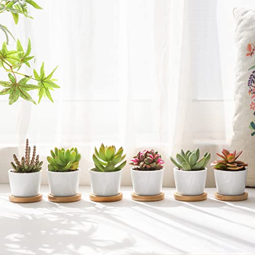 T4U 2.5 Inch Small White Succulent Planter Pots with Bamboo Tray Round Set of 12, Ceramic Succulent Air Plant Flower Pots Cactus Faux Plants Containers, White Modern Decor for Home and Office