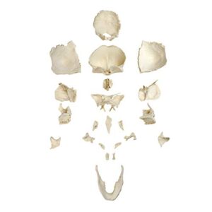 parco scientific pb00157 22-part totally disarticulated plastic skull