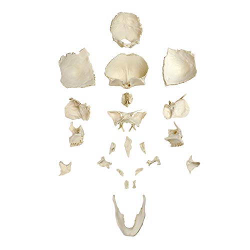 Parco Scientific PB00157 22-Part Totally Disarticulated Plastic Skull