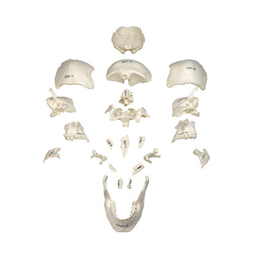 Parco Scientific PB00157 22-Part Totally Disarticulated Plastic Skull