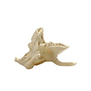 Parco Scientific PB00157 22-Part Totally Disarticulated Plastic Skull