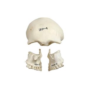 Parco Scientific PB00157 22-Part Totally Disarticulated Plastic Skull