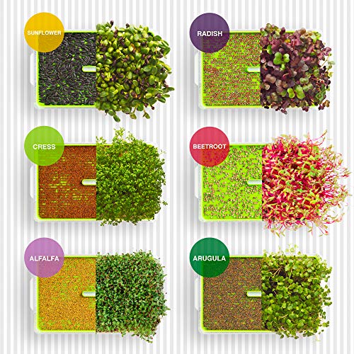 Microgreens Seeds Kit Organic NonGMO Heirloom - Seeds | 6-Pack (150g) Alfalfa, Arugula, Beetroot, Cress, Radish, Sunflower | Indoor Planting and Sprouting