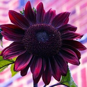chocolate sunflower seeds for planting | 50 pack of seeds | grow exotic chocolate cherry sunflowers | rare garden seeds for planting