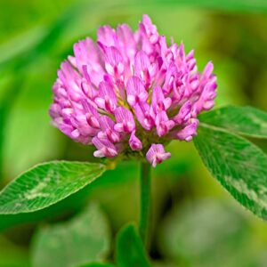 Tri-Clover by Eretz - Three Part Blend of Clovers Providing Beauty, Cover, and Natural Attractant. No Coatings or Fillers, Premium Seeds (5lb)