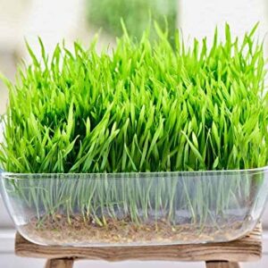 4 Ounce Cat Grass Seeds - Hard Red Wheat- Wheatgrass Non GMO - Country Creek Acres LLC - Grown in The USA