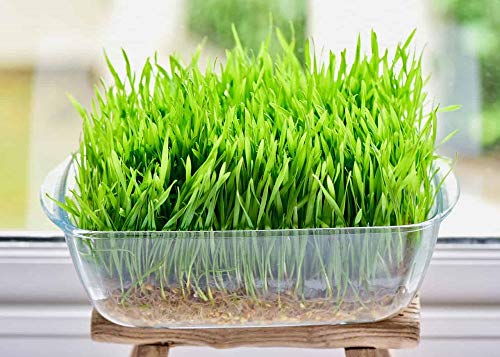 4 Ounce Cat Grass Seeds - Hard Red Wheat- Wheatgrass Non GMO - Country Creek Acres LLC - Grown in The USA