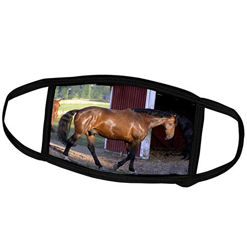 3dRose TDSwhite – Horse Equine Photos - Equine Feeding Time Barn - Face Masks (fm_285481_1)