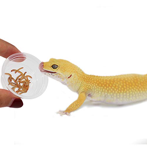 300 Pack 0.5 oz Cups,Gecko Food and Water Cups Plastic Replacement Cup for Reptile Feeding Ledge for Crested Gecko Lizard and Other Small Pet