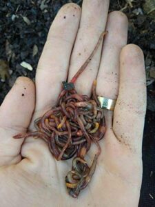 45 - organic live red wiggler worms (composting worms - colony starter) - eisenia fetida