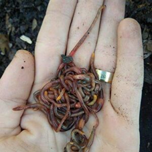 45 - Organic Live Red Wiggler Worms (Composting Worms - Colony Starter) - Eisenia fetida