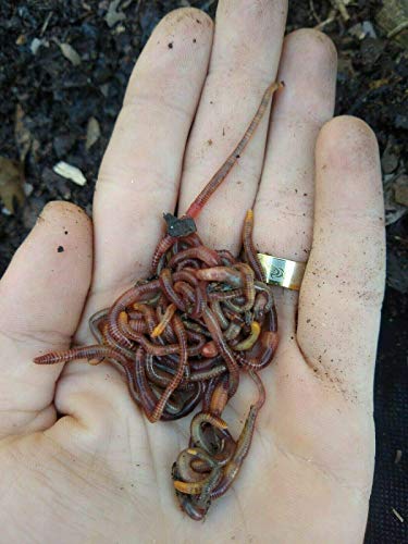 45 - Organic Live Red Wiggler Worms (Composting Worms - Colony Starter) - Eisenia fetida