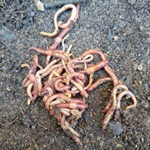 45 - Organic Live Red Wiggler Worms (Composting Worms - Colony Starter) - Eisenia fetida