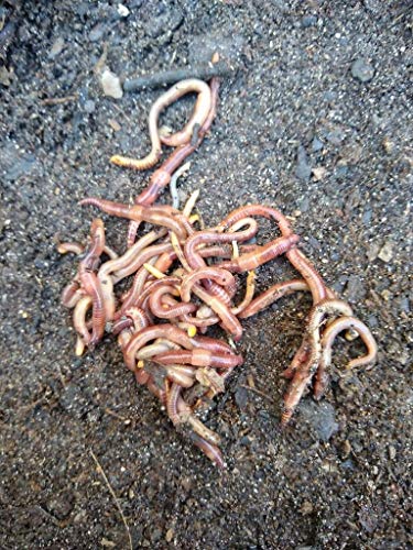 45 - Organic Live Red Wiggler Worms (Composting Worms - Colony Starter) - Eisenia fetida