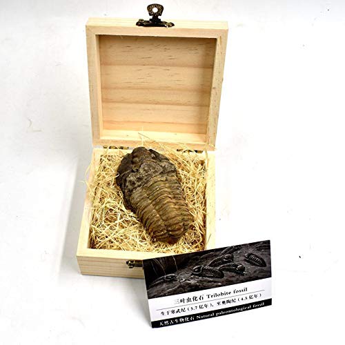 Large Authentic Arthropod Real Trilobite Fossil Come 450 Million Years ago for Collections and Education