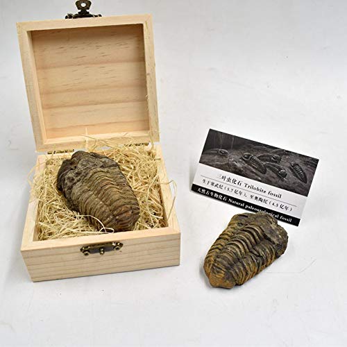 Large Authentic Arthropod Real Trilobite Fossil Come 450 Million Years ago for Collections and Education