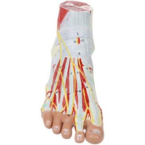 Axis Scientific Hand and Foot Anatomy Model Set