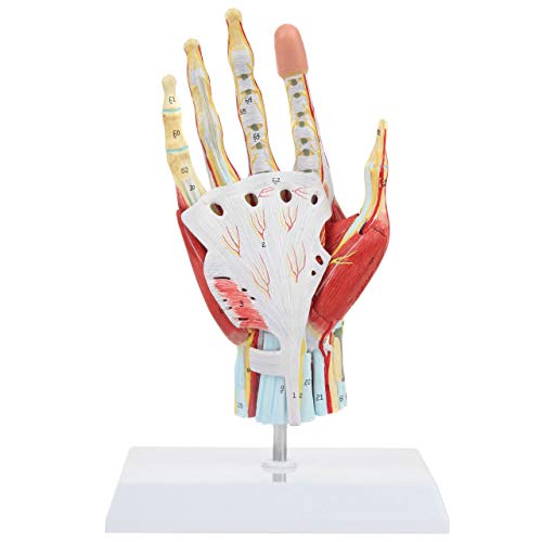 Axis Scientific Hand and Foot Anatomy Model Set