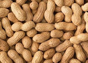 peanut seeds - virginia jumbo - organic - 20+ seeds - glasgow's goods