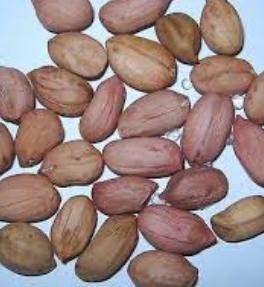 Peanut Seeds - Virginia Jumbo - Organic - 20+ Seeds - Glasgow's Goods