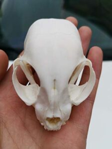 animal skeleton, 1/3 / 8/20 / pcs,cat skull (1)