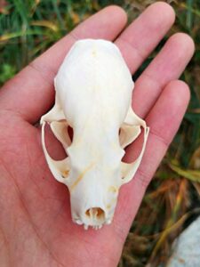 animal skeleton, 1/3 / 8/20 / pcs,mink skull real skull, tianneng skull (1)