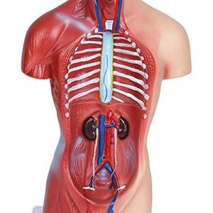 superply Anatomy Model | 11inch Human Torso Body | Heart Brain Skeleton | Medical School Educational Tool