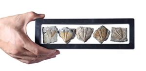 set of 5 authentic arthropod real trilobite tail fossil rocks kit come 450 million years ago for collections and education