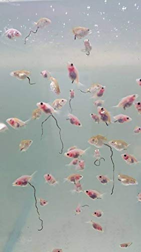 Clione SuperP1 50 g. (Premium Grade) Artemia Cysts Brine Shrimp Eggs Fish Food 95% Plus Hatch Rate in 24-32 Hour, Fresh Stock Tested, for All Tropical Fish Goldfish KOI Baby Fry Fish Guppy Betta Fish