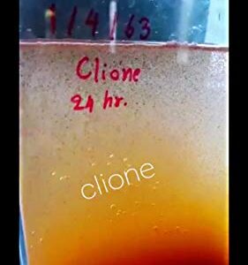 Clione SuperP1 50 g. (Premium Grade) Artemia Cysts Brine Shrimp Eggs Fish Food 95% Plus Hatch Rate in 24-32 Hour, Fresh Stock Tested, for All Tropical Fish Goldfish KOI Baby Fry Fish Guppy Betta Fish